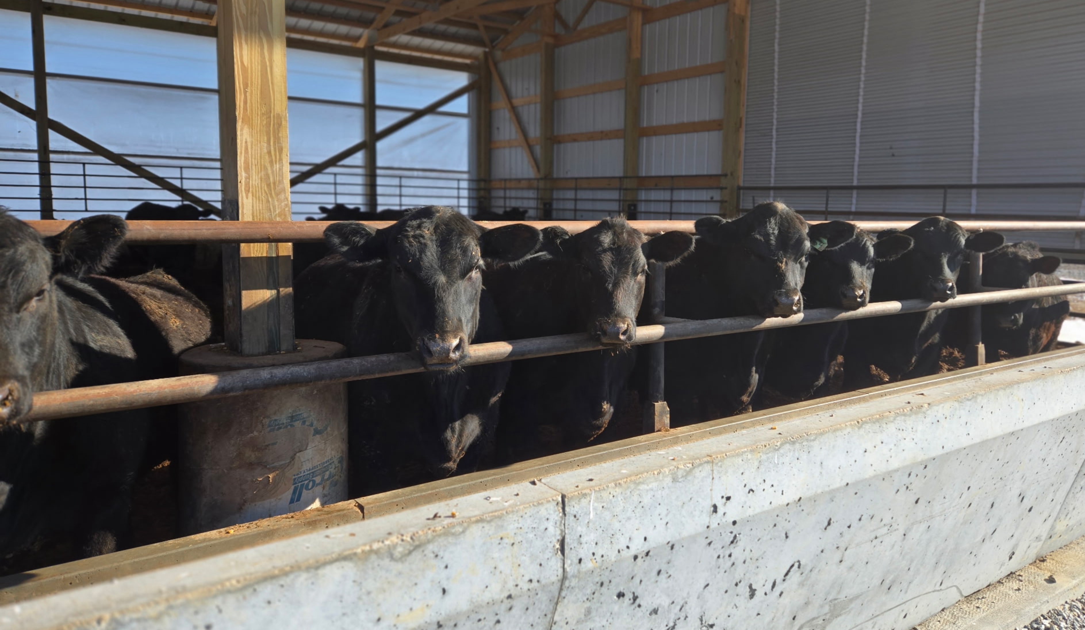 Iowa cattle ready for processing